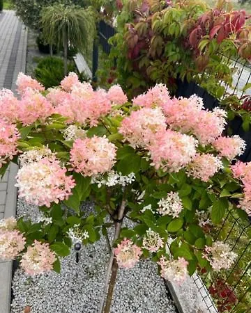 Apartman Apartamentowe Orlowka