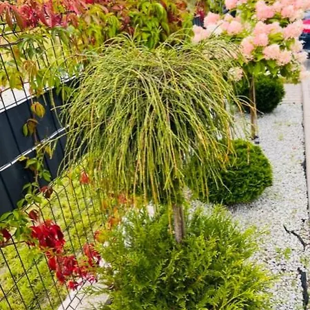 Apartamentowe Orlowka Jantar