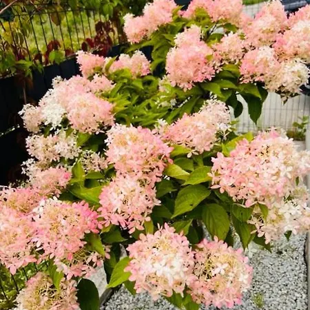 Apartman Apartamentowe Orlowka Jantar