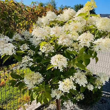 Apartamentowe Orlowka Apartman *