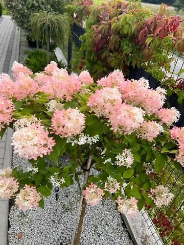 公寓 Apartamentowe Orlowka