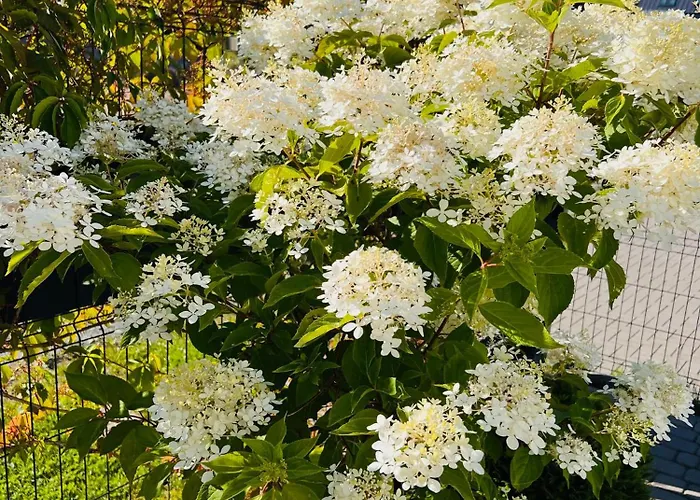 Apartamentowe Orlowka 公寓 *